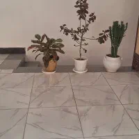 خانم آقا کارگر ساده