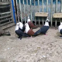 کبوتر کله سفید|پرنده|اهواز, شریعتی جنوبی|دیوار