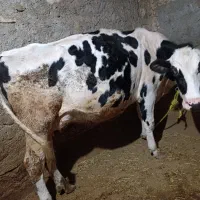 یک عدد گاو هلشتاین پر شیر 3ماه آبستن|حیوانات مزرعه|شادیان, |دیوار