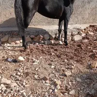 اسب نریان|اسب و تجهیزات اسبسواری|ایلام, |دیوار