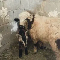 فروش بره و کهره نر سبک