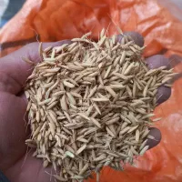 بذر برنج هاشمی