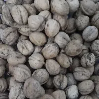 گردو کاغذی و مغز گردو