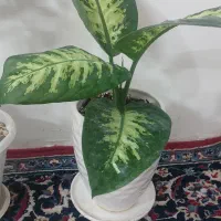 گل و گلدان دیفن باخیا