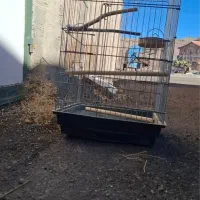 قفس و لونه دسته دوم