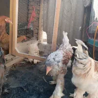 خروس برهمایی|حیوانات مزرعه|مشهد, کوشش|دیوار