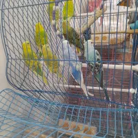 مرغ عشق|پرنده|سراب, |دیوار