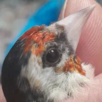 سهره جوجه سال و قناری سرخ ذات قدیم  زیبا|پرنده|شیراز, قلعه نو|دیوار