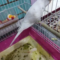 معاوضه مرغ عشق با عروس هلندی یا طوطی برزیلی