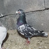 6عدد کوهی نامبر