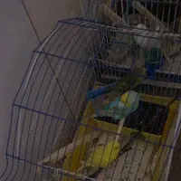 فنچ -عشق -برزیلی