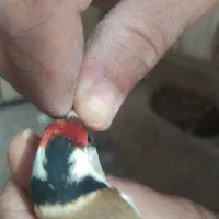 دوعددسهره چهارگل|پرنده|شیراز, کوی زهرا|دیوار