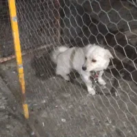 سگ پاکوتاه نژاددار