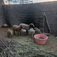 میش بره رومن همو