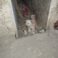 سگ پا کوتاه