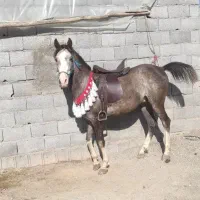 نریون 4ساله کره کیان رخش نوربخش‌وکامران قدیری|اسب و تجهیزات اسب‌سواری|ابریشم, |دیوار