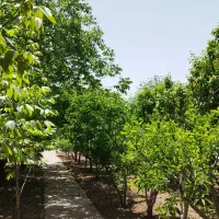 ویلا-500-متر-200-متر-مدرن