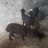 بره خوراک خور ۴ ماهه نرو ماده