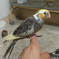 عروس هلندی کاملا رام ودستی|پرنده|آبیک, |دیوار