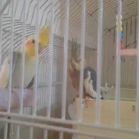 یک جفت عروس هلندی سر حال  نر و ماده