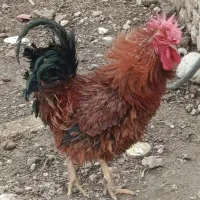 خروس محلی فرفری|حیوانات مزرعه|مینودشت, |دیوار