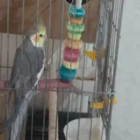 عروس هلندی نرمست سینامون