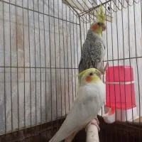 عروس هلندی مولد|پرنده|کبودرآهنگ, |دیوار