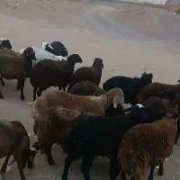 بره نر و ماده