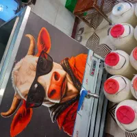 شیر تازه گاوداری تمیز وسالم به قیمت درب گاوداری|خوردنی و آشامیدنی|قصرشیرین, |دیوار