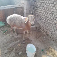 یک راس بره قوچی|حیوانات مزرعه|زیرکوه, |دیوار