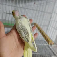 عروس هلندی دستی|پرنده|قوچان, |دیوار