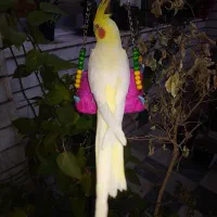 عروس هلندی لوتینو دستی