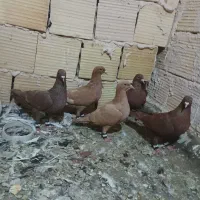 کفتر پنج عدد سرخ و زرد کرمونی قلدور همه چیز تموم|پرنده|تربت‌حیدریه, رضاشهر|دیوار