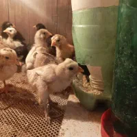 جوجه گلین|حیوانات مزرعه|اقبالیه, |دیوار