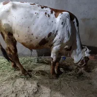 گاو نر فروشی