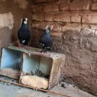 نر و ماده پلنگ