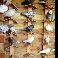 چوب بند کفتر