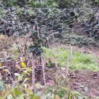 زمین مسکونی ویلائی دارای مرکبات|فروش زمین و ملک کلنگی|گلوگاه بابل (گلیا), |دیوار