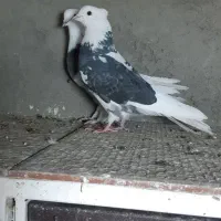 کبوتر کفتر سه جفت|پرنده|نسیم‌شهر, |دیوار