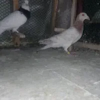 کله هما پرشی و طوقی|پرنده|سبزوار, ولیعصر (نجار آباد)|دیوار