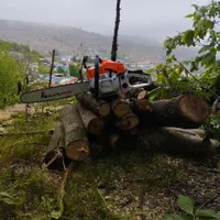 قطع وهرس درخت با اره موتور، فروش چوب گردو|خدمات باغبانی و درختکاری|چالوس, |دیوار