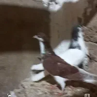 کبوتر جفتی