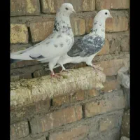 کبوتر پرش سنگین|پرنده|فلاورجان, |دیوار