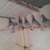 پلاکی اصلی|پرنده|ساوه, |دیوار