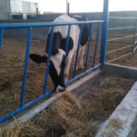 فروش نر گاو چاق وتلیسه|حیوانات مزرعه|بیرجند, |دیوار