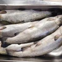 انواع ماهی قزل سالمون تازه شکم پر طعم دار شده آوات|خوردنی و آشامیدنی|اصفهان, گلزار|دیوار
