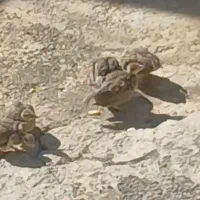 بچه بلدر چین یاگوار گمشده