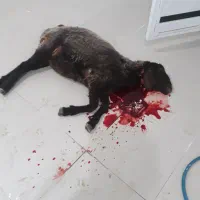 ذبح وسلاخی ویژه شب یلدا|خدمات پذیرایی، مراسم|دورود, |دیوار