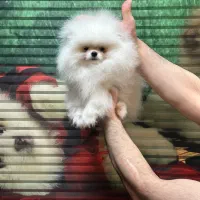 توله سگ پامرانین