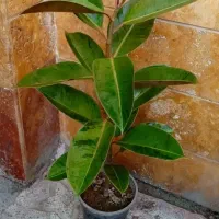 گیاهان آپارتمانی|گل و گیاه طبیعی|اردبیل, |دیوار